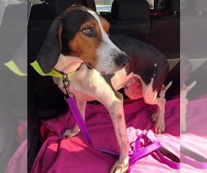 English Coonhound Dogs for adoption in Williamson, WV, USA