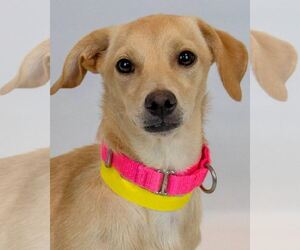 Beagle-Spaniel Mix Dogs for adoption in Kennesaw, GA, USA