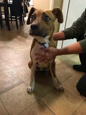 Boxer-Unknown Mix Dogs for adoption in Bardstown, KY, USA