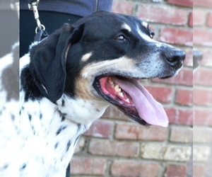 Bluetick Coonhound Dogs for adoption in Horn Lake, MS, USA