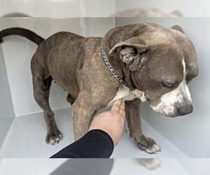 Mutt Dogs for adoption in Houston, TX, USA