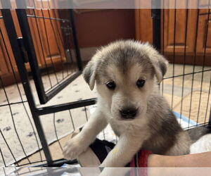 Siberian Husky Dogs for adoption in Holly Springs, NC, USA