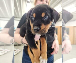 Huskies -Unknown Mix Dogs for adoption in Princeton, MN, USA