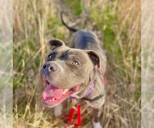American Staffordshire Terrier-Unknown Mix Dogs for adoption in Fort Collins, CO, USA