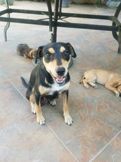 Beagleman Dogs for adoption in Long Beach, CA, USA