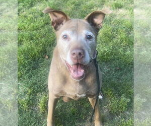 Labrador Retriever-Unknown Mix Dogs for adoption in Atlanta, GA, USA