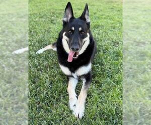 German Shepherd Dog Dogs for adoption in Riverside, CA, USA