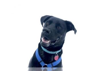 Boxador Dogs for adoption in White River Junction, VT, USA