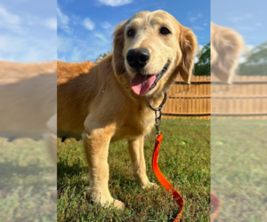 Golden Retriever Dogs for adoption in Brooklyn Center, MN, USA