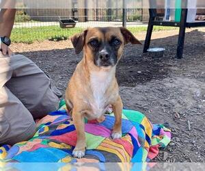 Chug Dogs for adoption in Orange, CA, USA