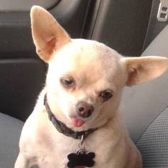 Chihuahua Dogs for adoption in Nesbit, MS, USA