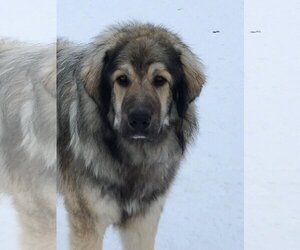 Great Pyrenees-Spanish Mastiff Mix Dogs for adoption in Hamilton, MT, USA