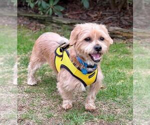 Mutt Dogs for adoption in Spring Lake, NJ, USA