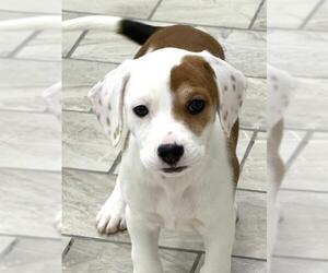 Beagle Dogs for adoption in Canfield, OH, USA