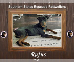 Rottweiler-Unknown Mix Dogs for adoption in White Hall, AR, USA