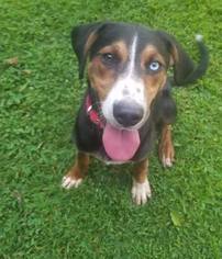 Beagle-Unknown Mix Dogs for adoption in Cincinnati, OH, USA