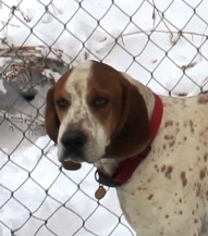 English Coonhound Dogs for adoption in Priest River, ID, USA