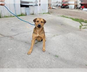 Labrador Retriever Dogs for adoption in Houston, TX, USA