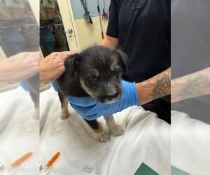 Siberian Husky-Unknown Mix Dogs for adoption in Riverside, CA, USA