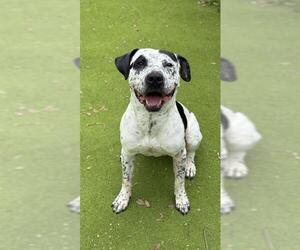 Staffordshire Bull Terrier Dogs for adoption in Sugar Land, TX, USA