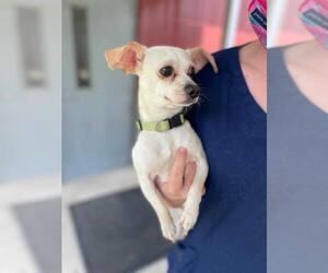 Chihuahua Dogs for adoption in Chestertown, MD, USA