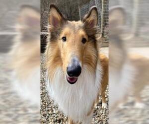 Collie Dogs for adoption in Sistersville, WV, USA