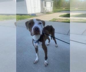 American Bulldog-Unknown Mix Dogs for adoption in Forestville, MD, USA