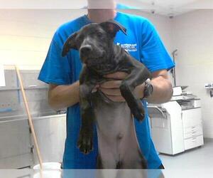 Labrador Retriever-Unknown Mix Dogs for adoption in Fayetteville, NC, USA