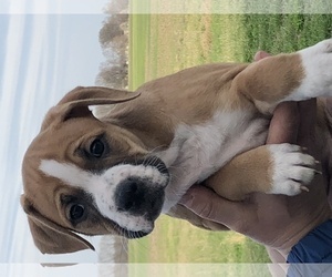 Boxador Dogs for adoption in Morton Grove, IL, USA