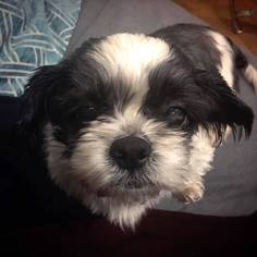 Medium Photo #1 Maltese-Unknown Mix Puppy For Sale in Brooklyn, NY, USA
