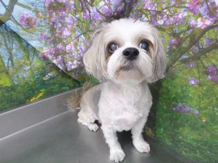 Shih Tzu Dogs for adoption in Henderson, NV, USA