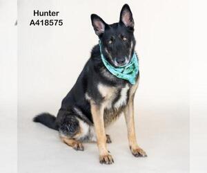 German Shepherd Dog-Unknown Mix Dogs for adoption in Conroe, TX, USA