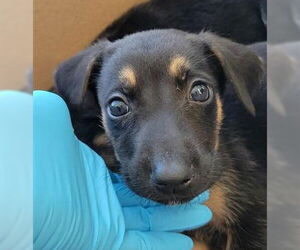 German Shepherd Dog Dogs for adoption in San Antonio, TX, USA