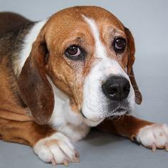 Bully Basset Dogs for adoption in St. Louis Park, MN, USA