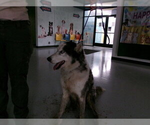 Siberian Husky-Unknown Mix Dogs for adoption in Temple, TX, USA