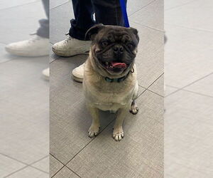 Pug Dogs for adoption in Rancho Cucamonga, CA, USA