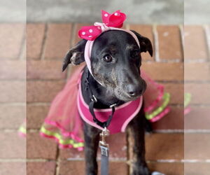 Labrador Retriever-Unknown Mix Dogs for adoption in Mount Laurel, NJ, USA