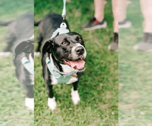 American Pit Bull Terrier-Labrador Retriever Mix Dogs for adoption in Oakhurst, NJ, USA