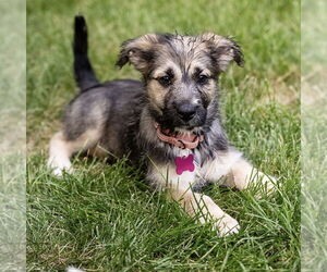 Mutt Dogs for adoption in Plymouth, MN, USA