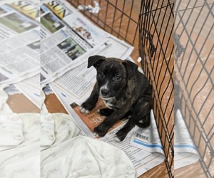 Boxador Dogs for adoption in SHERBURNE, NY, USA