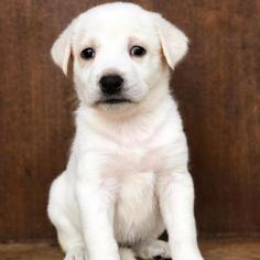 Great Pyrenees Dogs for adoption in Fredericksburg, TX, USA