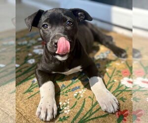 Labrador Retriever-Unknown Mix Dogs for adoption in Brooklyn Center, MN, USA