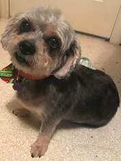 Shih Tzu-Unknown Mix Dogs for adoption in Pataskala, OH, USA