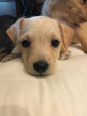 Mutt Dogs for adoption in Queen Creek, AZ, USA