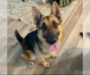 German Shepherd Dog Dogs for adoption in Denton, TX, USA