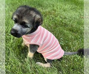 Mutt Dogs for adoption in Mundelein, IL, USA