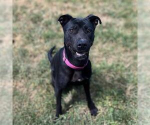 Labrador Retriever-Unknown Mix Dogs for adoption in Modesto, CA, USA