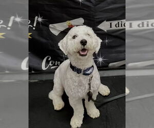 Poochon Dogs for adoption in Sanford, FL, USA