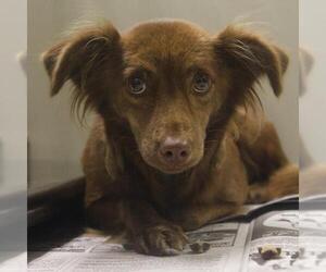 Papillon-Unknown Mix Dogs for adoption in San Antonio, TX, USA