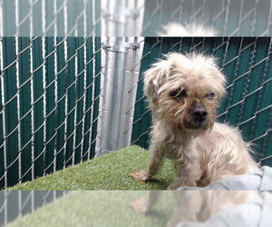 Mutt Dogs for adoption in Downey, CA, USA
